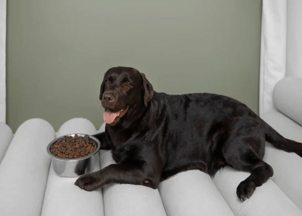 How to Choose the Best Dog Food in the UK