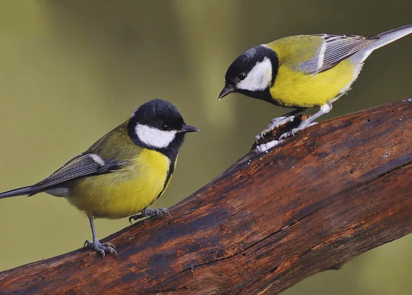 Wild Bird Feeding Guide for UK Gardens