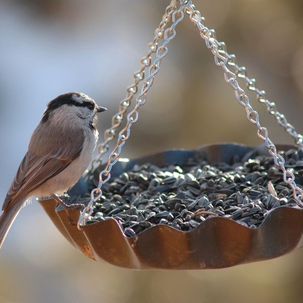 Wild Birds Feeders