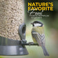 Direct Deals 123 High-Energy Sunflower Hearts for Wild Birds