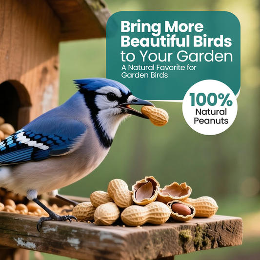 10KG BAG Direct Deals 123 High-Energy Peanuts In Shell For Wild Birds