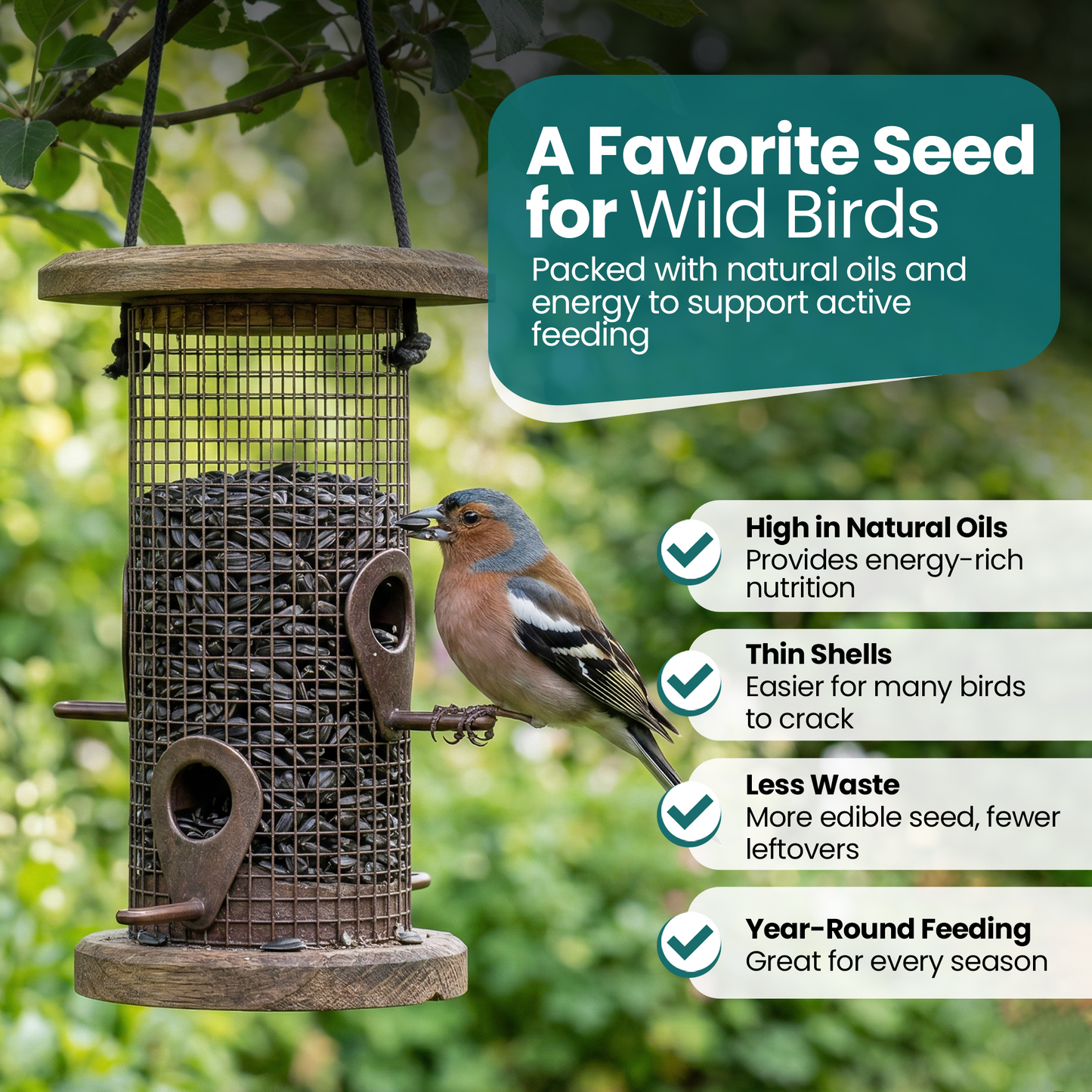 10KG BAG Direct Deals 123 High-Energy Black Sunflower Seeds for Wild Birds