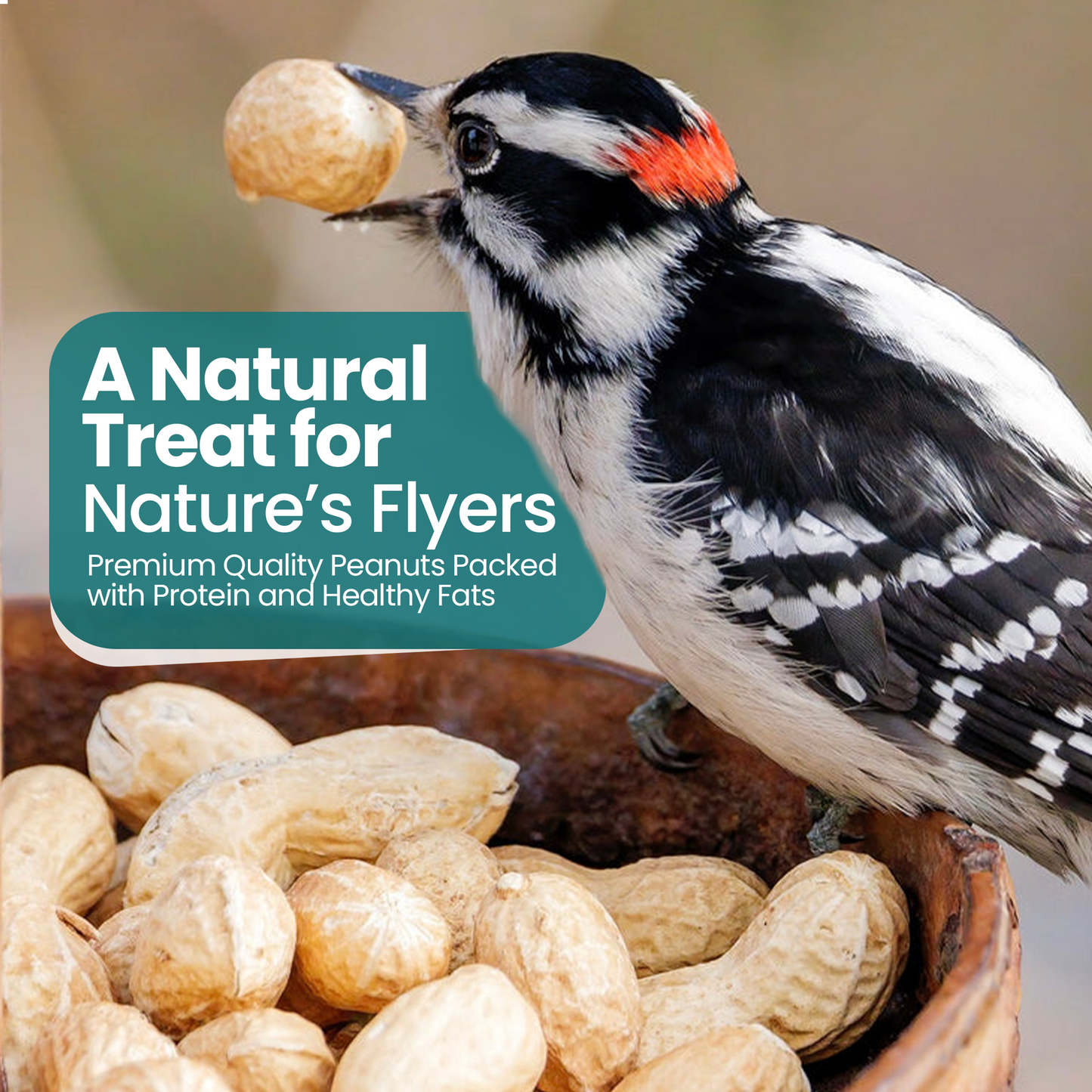 10KG BAG Direct Deals 123 High-Energy Peanuts In Shell For Wild Birds