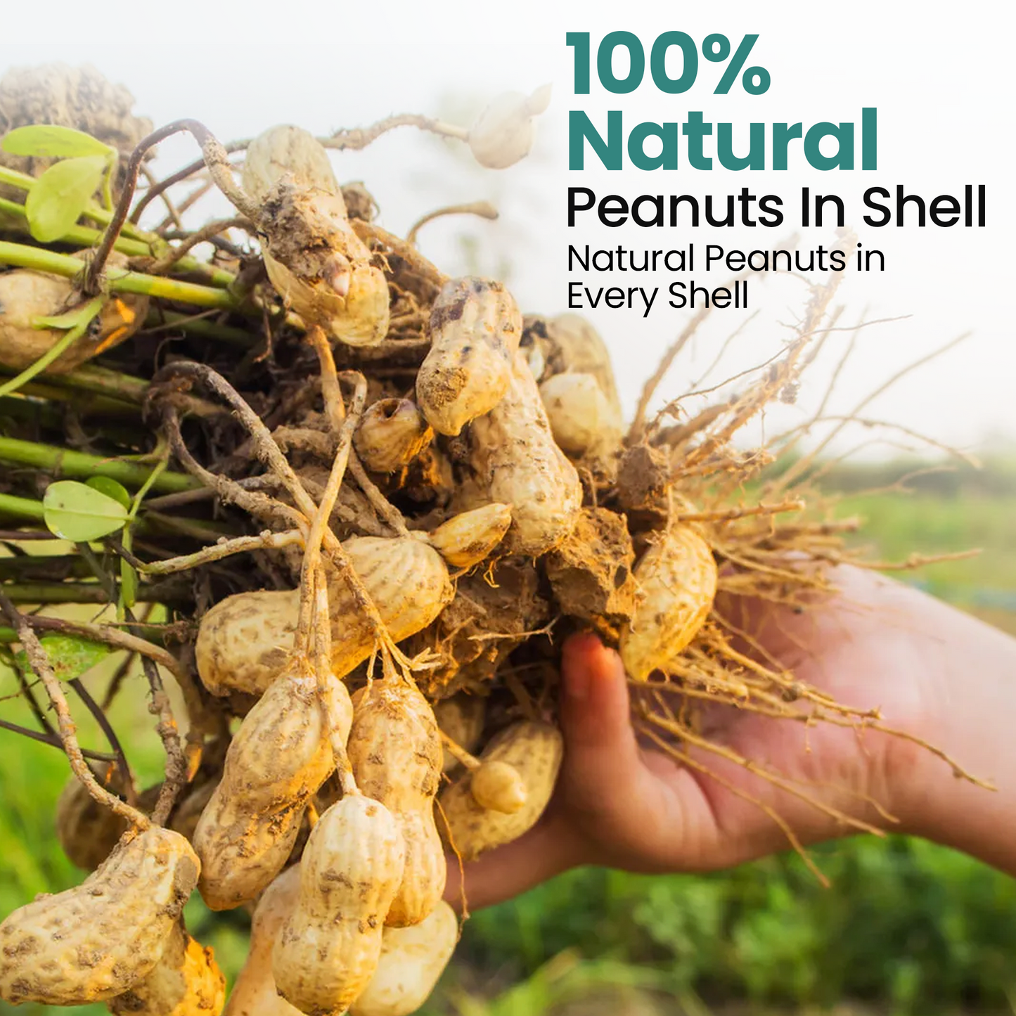 10KG BAG Direct Deals 123 High-Energy Peanuts In Shell For Wild Birds