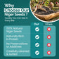 10KG BAG Direct Deals 123 High-Energy Niger Seeds for Wild Birds