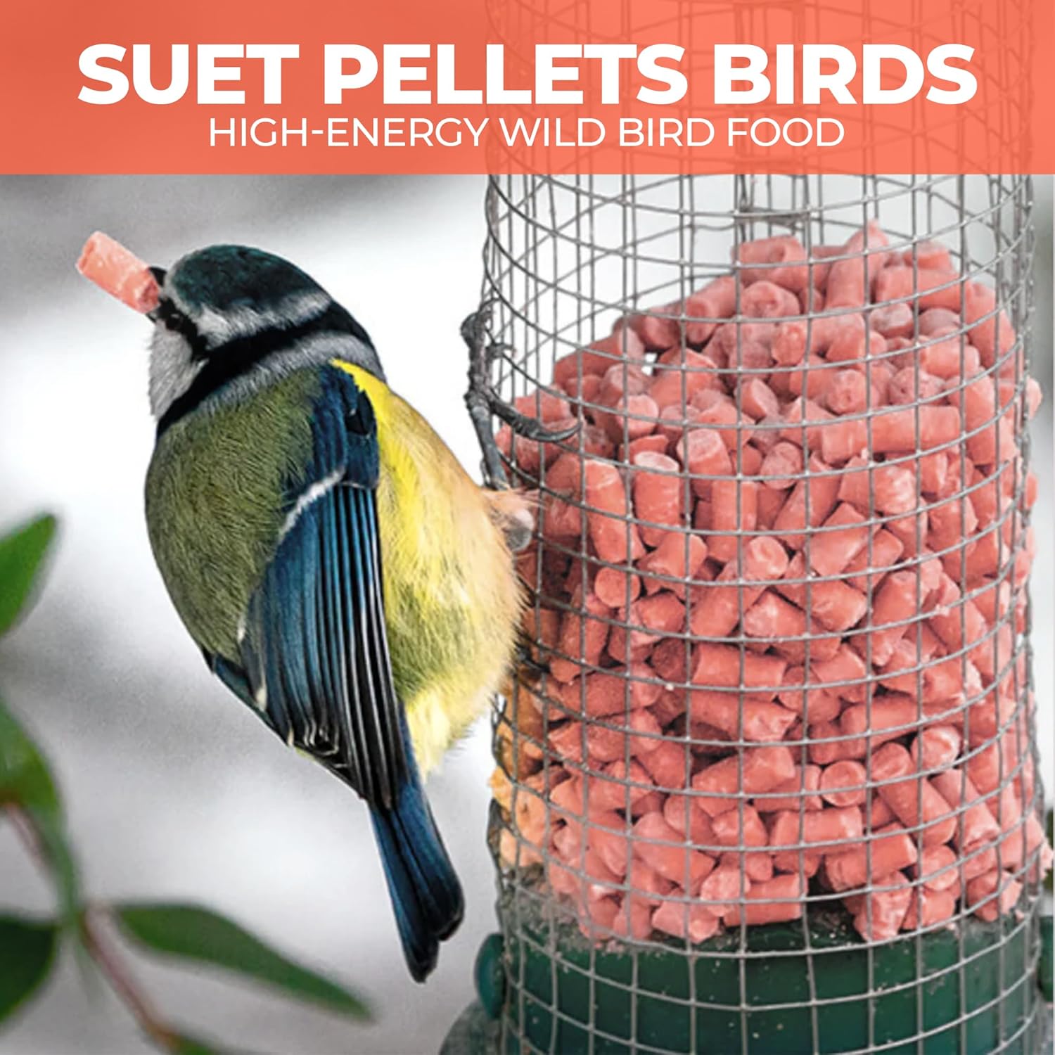 Direct Deals 123 High-Energy Berry Mix Suets for Wild Birds