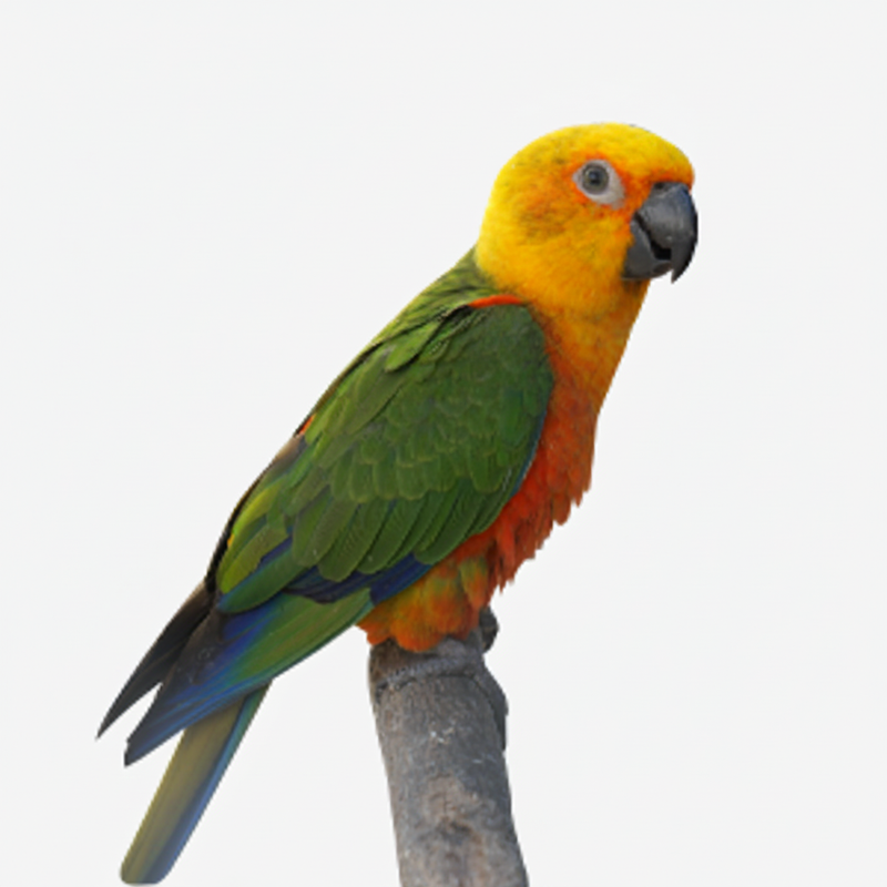 Parrot Banner Image